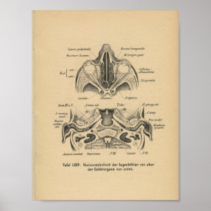 Olhos do crânio do impressão da anatomia do alem