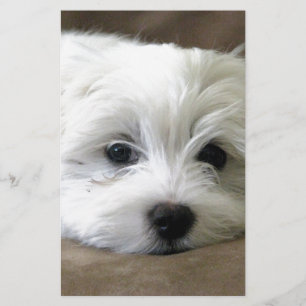 Olhos do filhote de cachorro