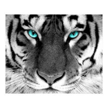 Olhos Poster de Tigre Branco