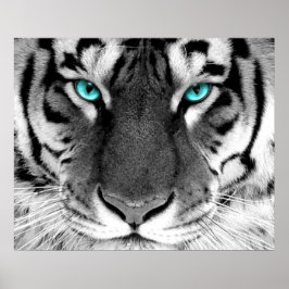 Olhos Poster de Tigre Branco