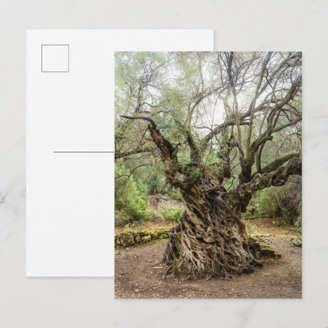 Oliveira Mitera em Corfu Cartão Postal (sem texto) (Frente/Verso)