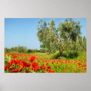 oliveira na poster de campo de papoila