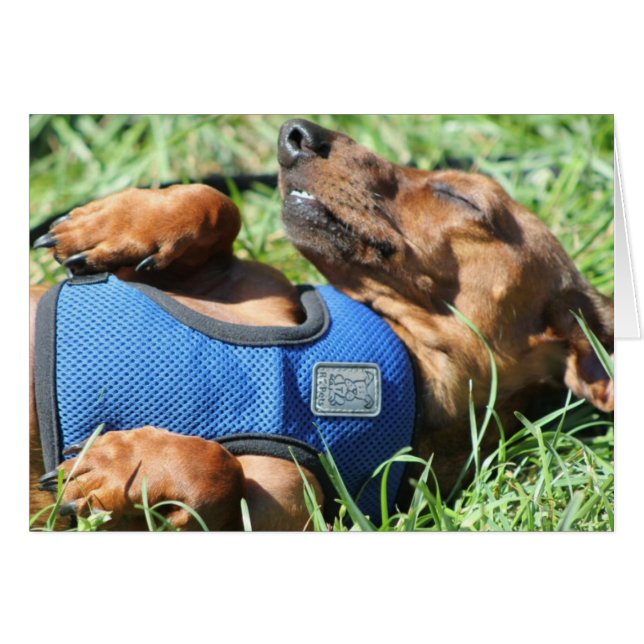 Olli, o cartão Daschund (Frente Horizontal)