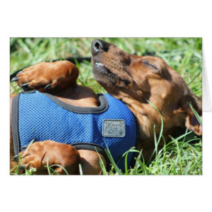 Olli o cartão de Daschund