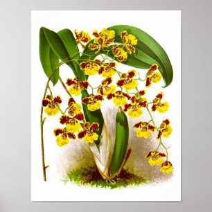 Oncidium Orchid yellow flower orchid impressão no
