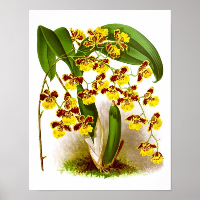Oncidium Orchid yellow flower orchid impressão no  (Frente)
