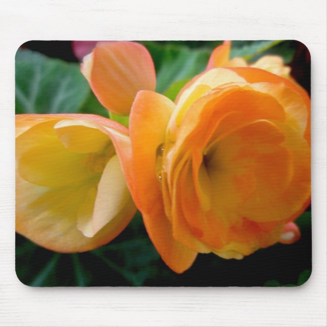 Orange Begonia Mousepad (Frente)