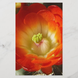 Orange-Cactus-flower