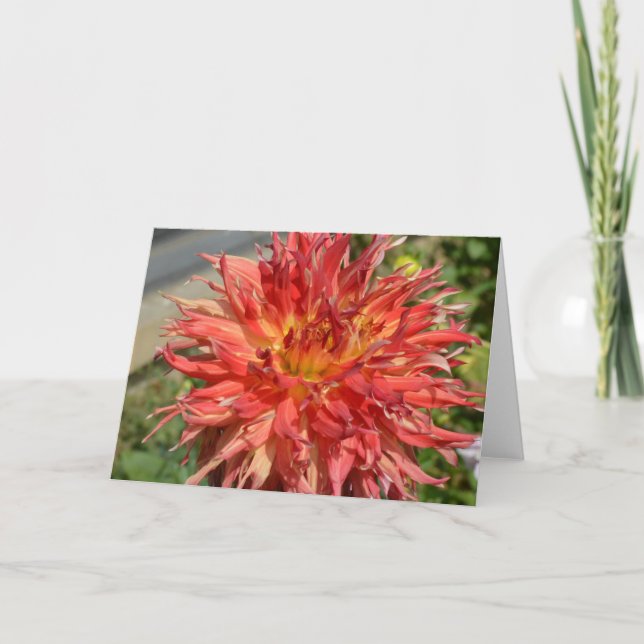 Orange dahlia em um cartão de nota (Frente)