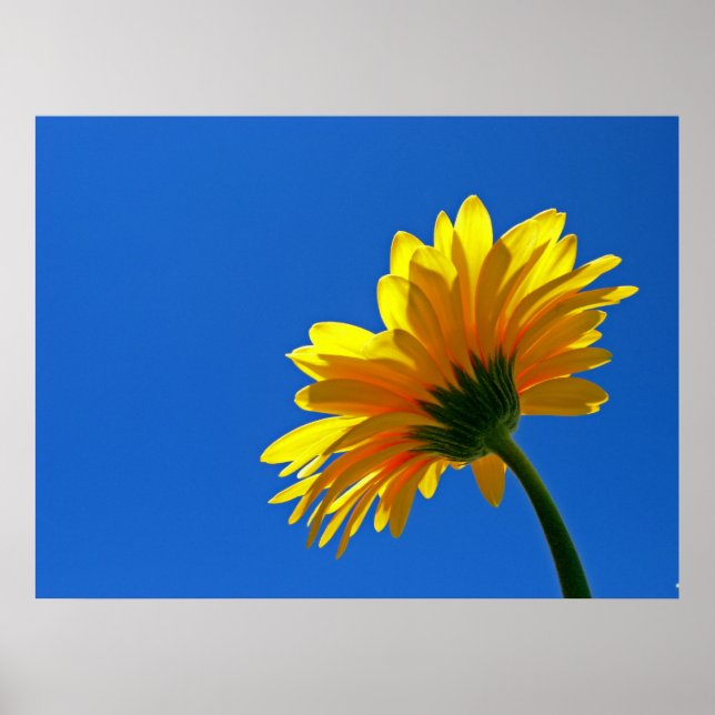 Orange Daisy Poster (Frente)