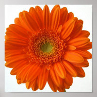 Orange Daisy Poster Impressão