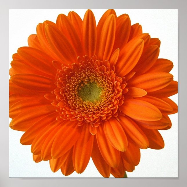 Orange Daisy Poster Impressão (Frente)