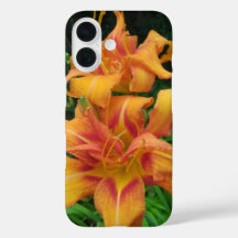 Orange Daylily Blooms