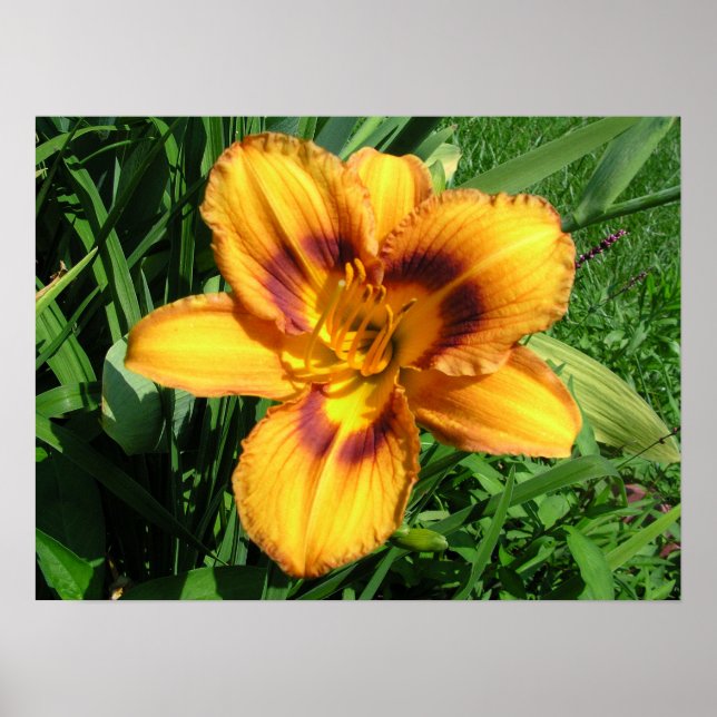 Orange Daylily Poster (Frente)