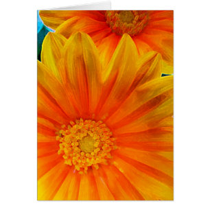 Orange Gerbera Daisy, Cartão de Pintura Digital