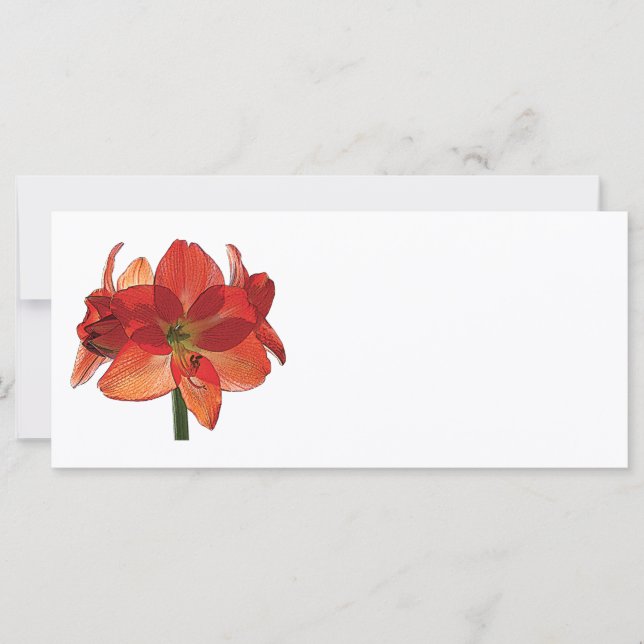 Orange Hippeastrum Amaryllis (Frente)