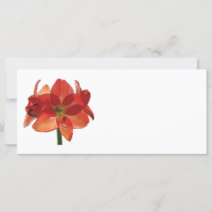 Orange Hippeastrum Amaryllis