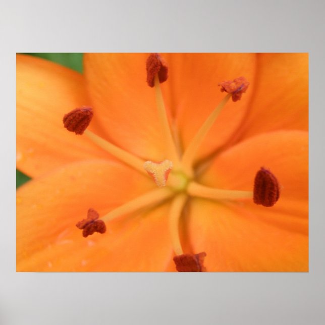 Orange Lily Floral Impressão (Frente)