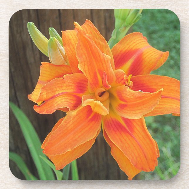 Orange Lily Porta copos (Frente)