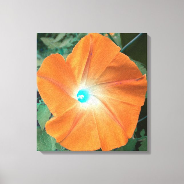 Orange Morning Glory canvas (Frente)