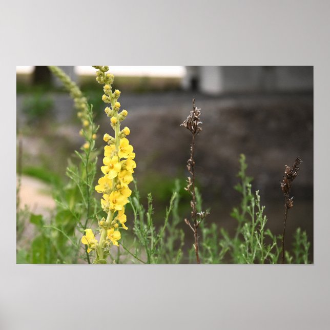 Orange Mullein Flowers Poster (Frente)
