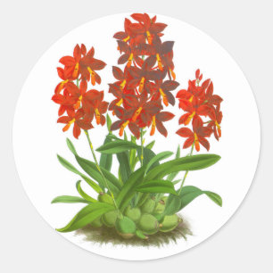 Orange Red Orchid Flower_GC - Adesivo