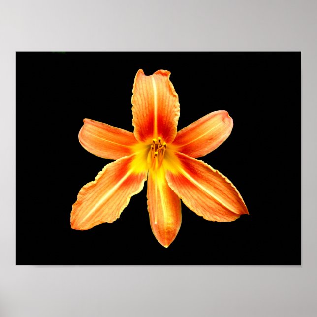 Orange Tiger Lily Poster (Frente)