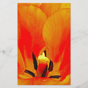 Orange Tulip