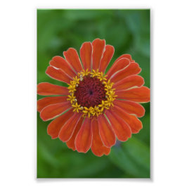 Orange Zinna flor floral fotografia floral