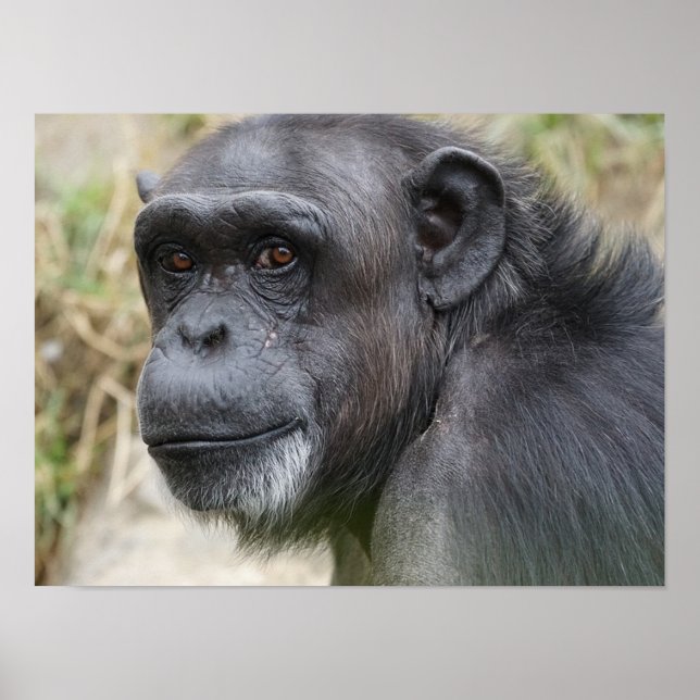 Orangutan Bonito a olhar para o Poster da câmara (Frente)