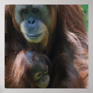 Orangutan com Poster bebê