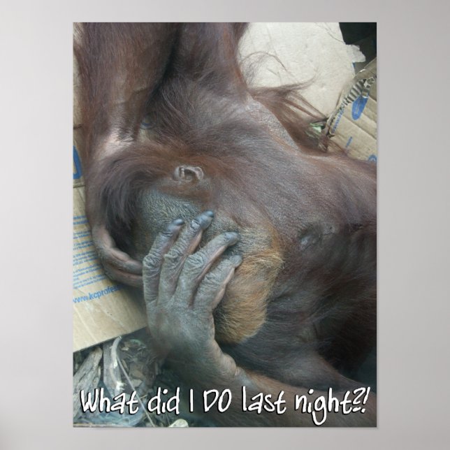 Orangutan Hangover Poster (Frente)