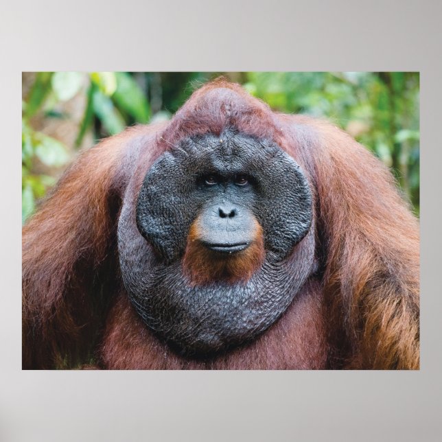 Orangutan poster (Frente)