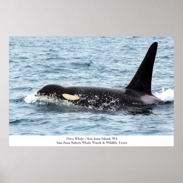 Orca Killer Whale Poster San Juan Island Large (Frente)