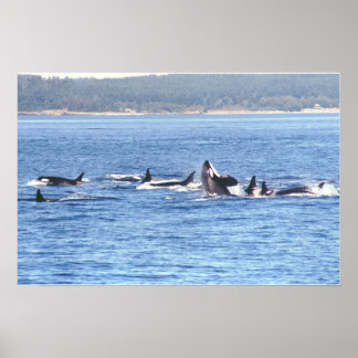 Orca Superpod Frame Impressão
