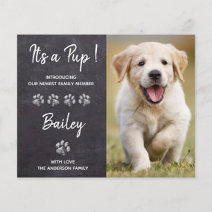 Orçamento É um anúncio de Pup New Pet Puppy Dog