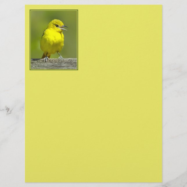 Orchard Oriole - Fotografia original (Frente)