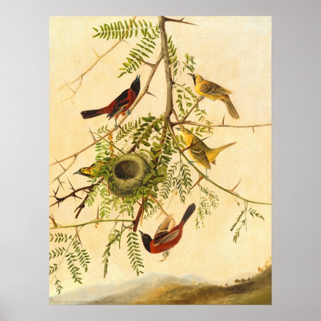 Orchard Oriole - Joseph Kidd Fine Art Poster (Frente)
