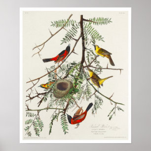 Orchard Oriole por Poster de Audubon