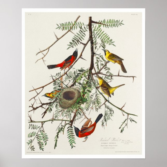 Orchard Oriole por Poster de Audubon (Frente)