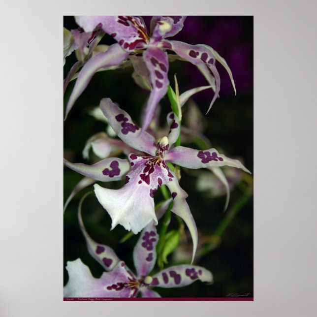 Orchid Beallara Poster -24x36 -other sizes also (Frente)