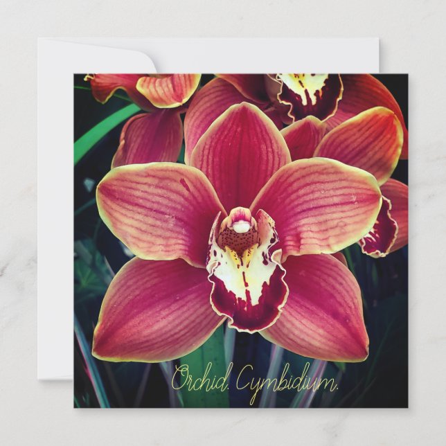 Orchid. Cymbidium (Frente)