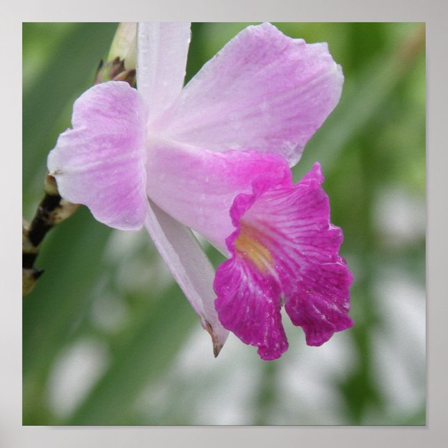 Orchid Types Poster Impressão (Frente)