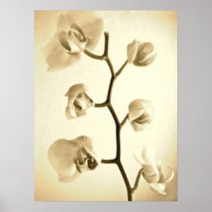 Orchids {Sepia} Poster