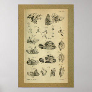 Orelha 1850 do impressão da anatomia do vintage