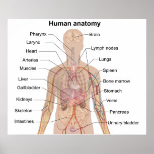 Organograma de Anatomia do Corpo Humano Poster