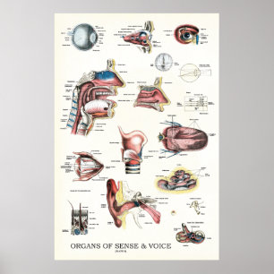 Órgãos do poster 24 x 36 da anatomia do sentido 