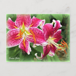Oriental Pink Stargazer Lily / Cartão postal do Ja
