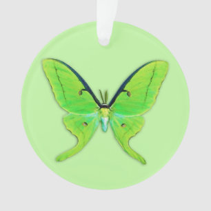 Ornamento A mariposa Luna sobre fundo verde pálido