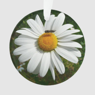 Ornamento Abelha na Daisy Alaskan Summer Nature Photo
